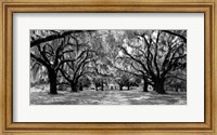 Framed Avenue of Oaks, South Carolina