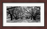 Framed Avenue of Oaks, South Carolina