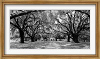 Framed Avenue of Oaks, South Carolina