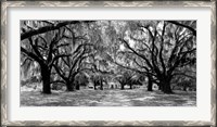 Framed Avenue of Oaks, South Carolina