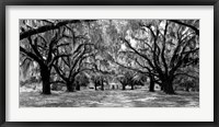 Framed Avenue of Oaks, South Carolina