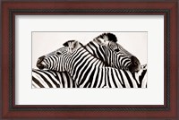 Framed Zebras in Love
