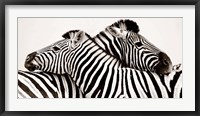 Framed Zebras in Love