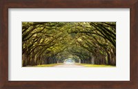 Framed Path Lined with Oak Trees