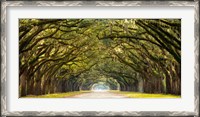 Framed Path Lined with Oak Trees