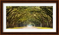 Framed Path Lined with Oak Trees