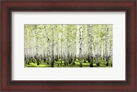 Framed Birch Forest in Spring