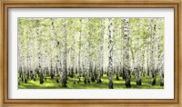 Framed Birch Forest in Spring