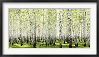 Framed Birch Forest in Spring