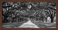 Framed Tree Lined Plantation Entrance,  South Carolina