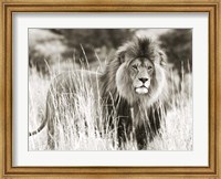 Framed Male Lion