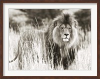 Framed Male Lion