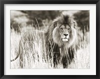 Framed Male Lion