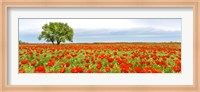 Framed Tree in a Poppy Field 1