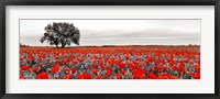 Framed Tree in a Poppy Field 2