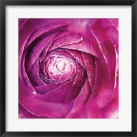 Framed Ranunculus Abstract I Color