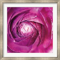 Framed Ranunculus Abstract I Color