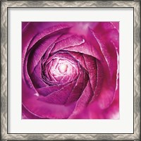 Framed Ranunculus Abstract I Color