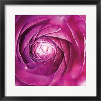 Framed Ranunculus Abstract I Color