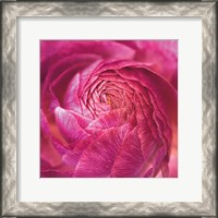 Framed Ranunculus Abstract II Color