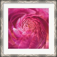Framed Ranunculus Abstract II Color