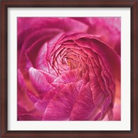 Framed Ranunculus Abstract II Color