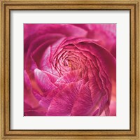 Framed Ranunculus Abstract II Color