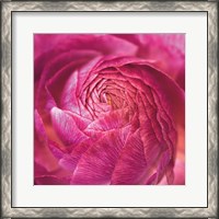 Framed Ranunculus Abstract II Color