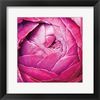 Framed Ranunculus Abstract III Color