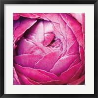 Framed Ranunculus Abstract III Color