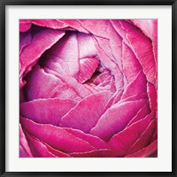 Framed Ranunculus Abstract III Color