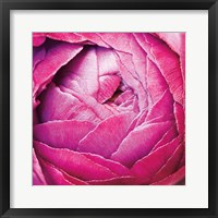 Ranunculus Abstract III Color Framed Print