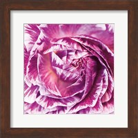 Framed Ranunculus Abstract IV Color
