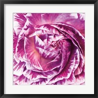 Framed Ranunculus Abstract IV Color