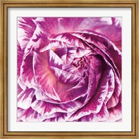 Framed Ranunculus Abstract IV Color