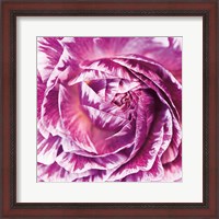 Framed Ranunculus Abstract IV Color