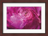 Framed Ranunculus Abstract V Color