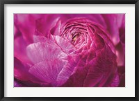 Framed Ranunculus Abstract V Color