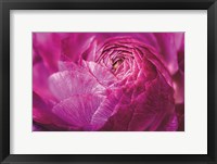 Framed Ranunculus Abstract V Color