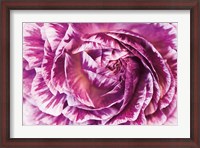 Framed Ranunculus Abstract VI Color