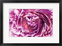 Ranunculus Abstract VI Color Framed Print