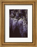 Framed Wisteria Cascade II