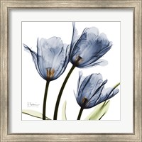 Framed New Blue Tulips C54