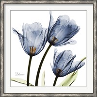 Framed New Blue Tulips C54