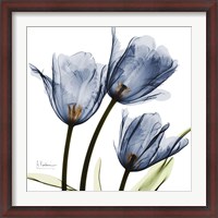 Framed New Blue Tulips C54