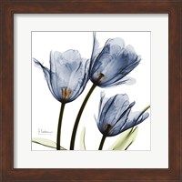 Framed New Blue Tulips C54