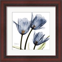 Framed New Blue Tulips C54