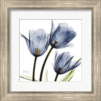 Framed New Blue Tulips C54
