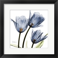 Framed New Blue Tulips C54