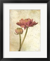 Framed Ranunculus Bloom 1